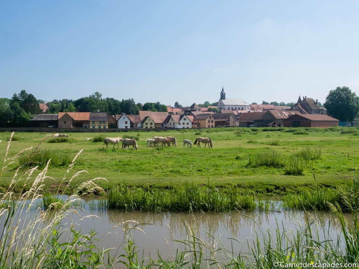 Coeur D'Alsace Colmar Vignobles Ouest Avec Terrasses Villa Wintzenheim Bagian luar foto