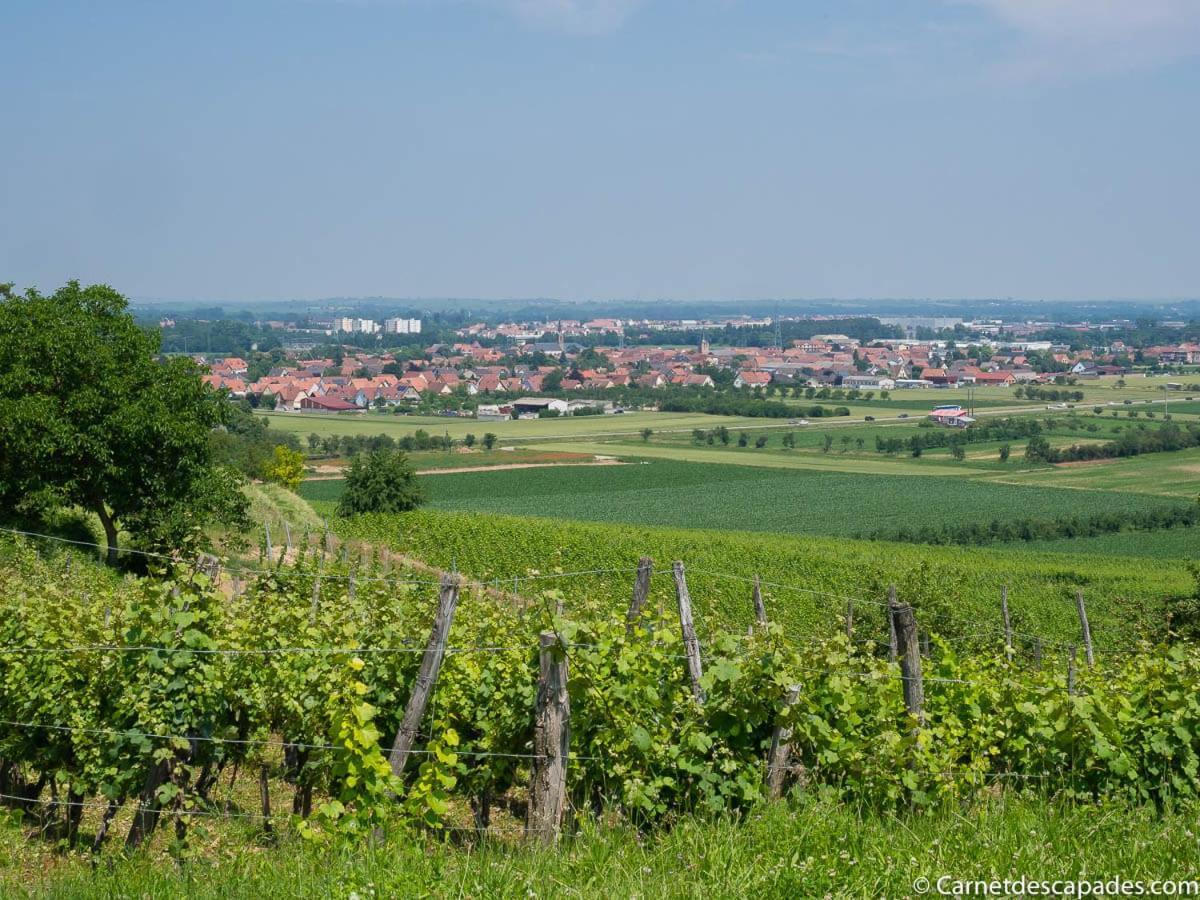 Coeur D'Alsace Colmar Vignobles Ouest Avec Terrasses Villa Wintzenheim Bagian luar foto